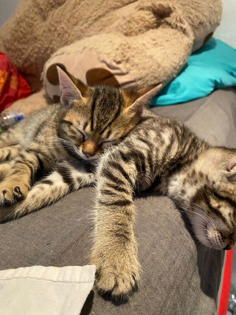 Baby Katzen ekh abgabebereit!