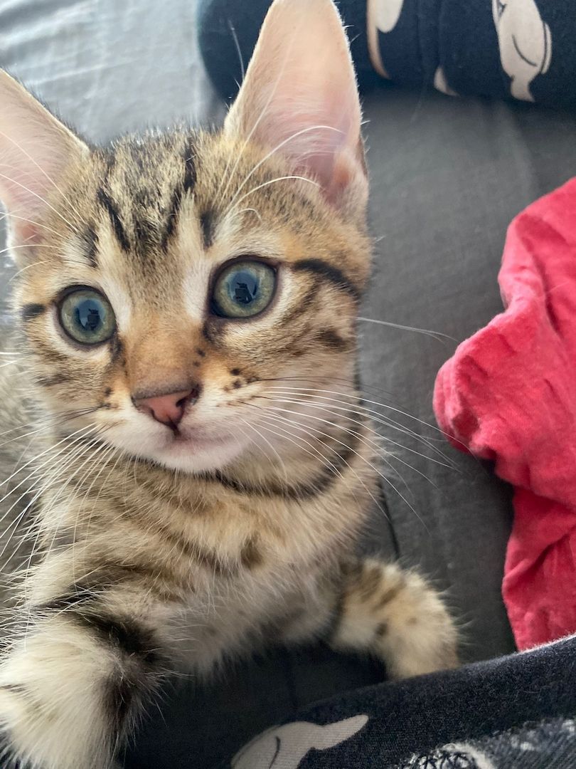 Baby Katzen ekh abgabebereit!