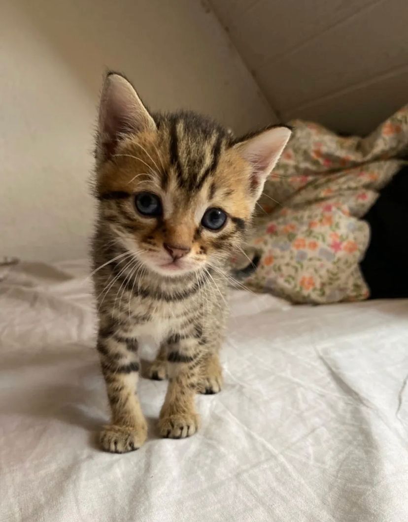 Baby Katzen ekh abgabebereit!