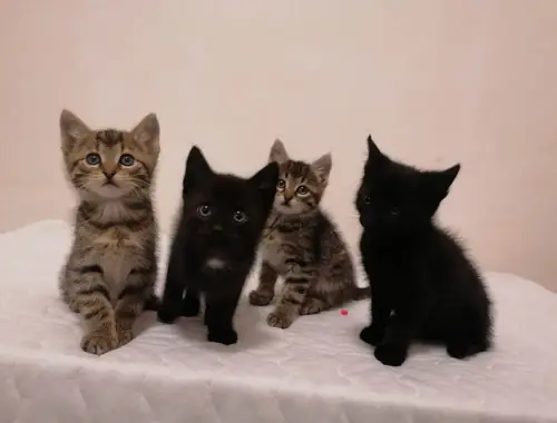 Katzenbabys/Babykatze