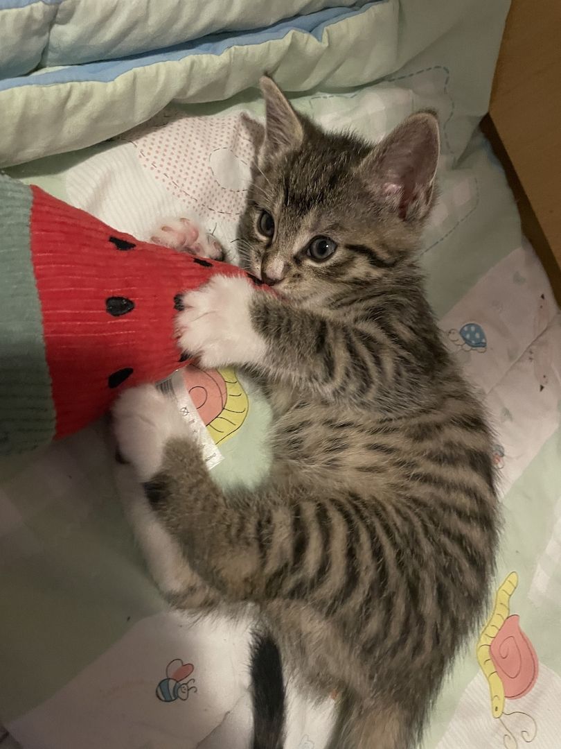 Kitten (weiblich) abzugeben, Katzenmutter abzugeben (dringend)