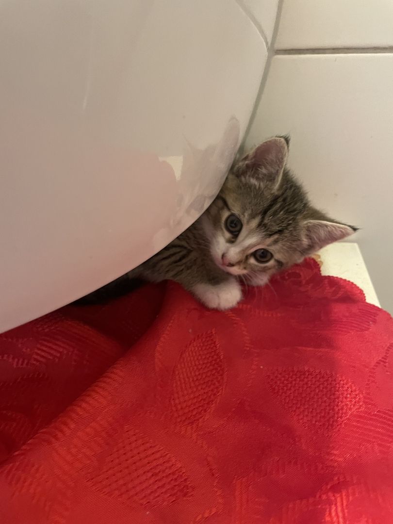 Kitten (weiblich) abzugeben, Katzenmutter abzugeben (dringend)