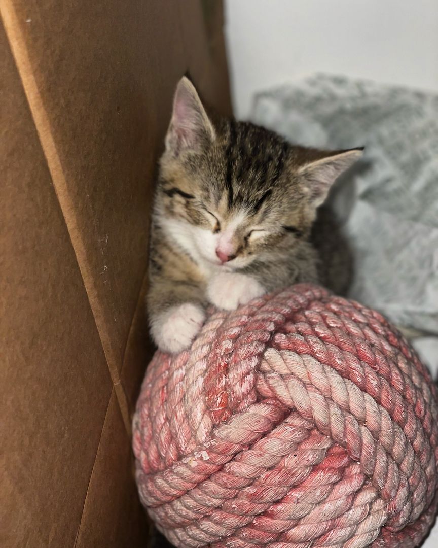 Kitten (weiblich) abzugeben, Katzenmutter abzugeben (dringend)