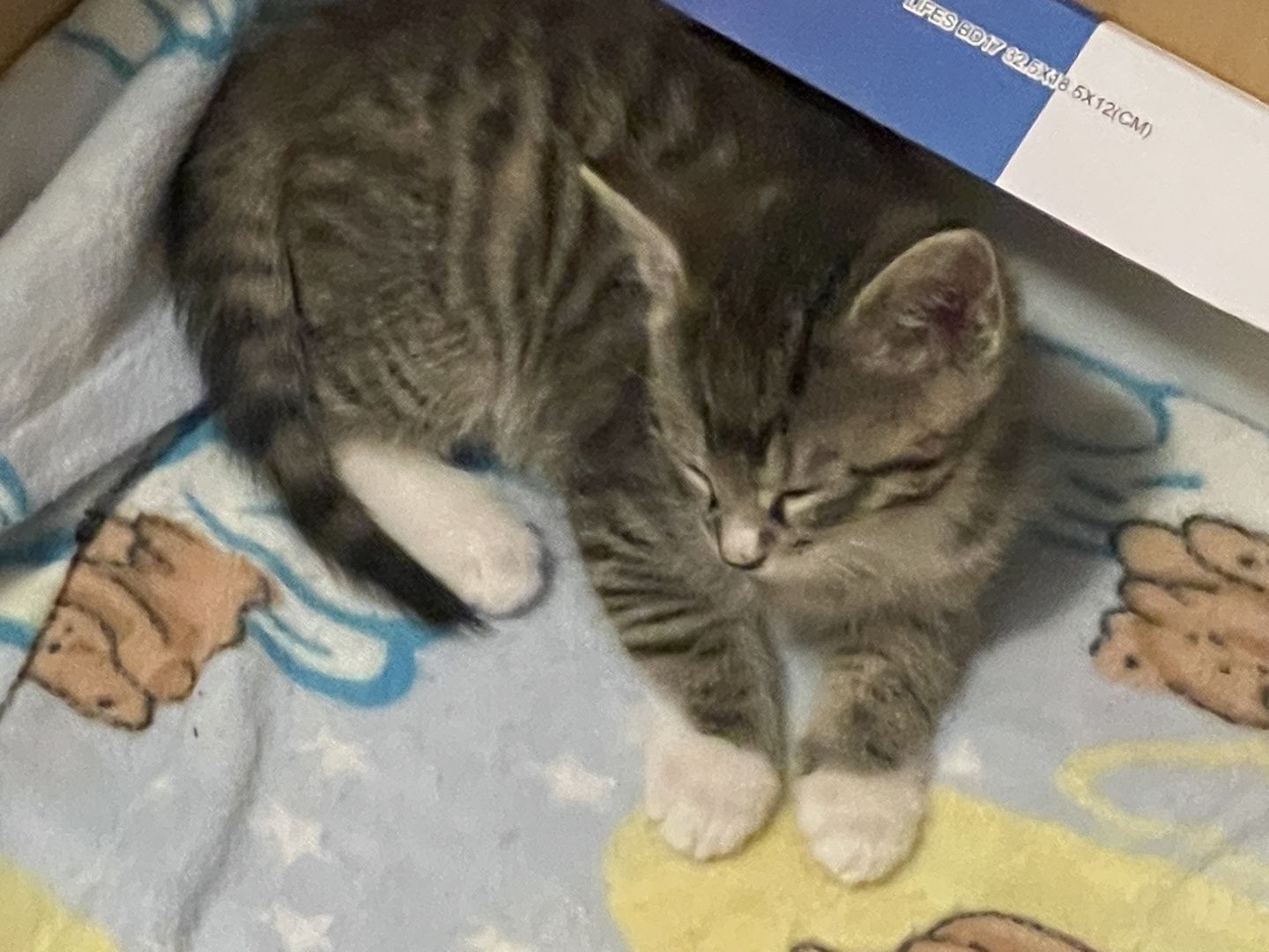 Kitten (weiblich) abzugeben, Katzenmutter abzugeben (dringend)