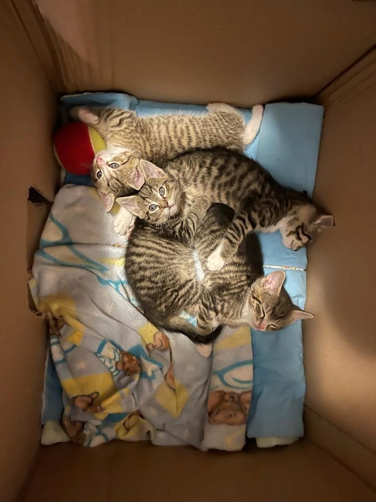 Kitten (weiblich) abzugeben, Katzenmutter abzugeben (dringend)