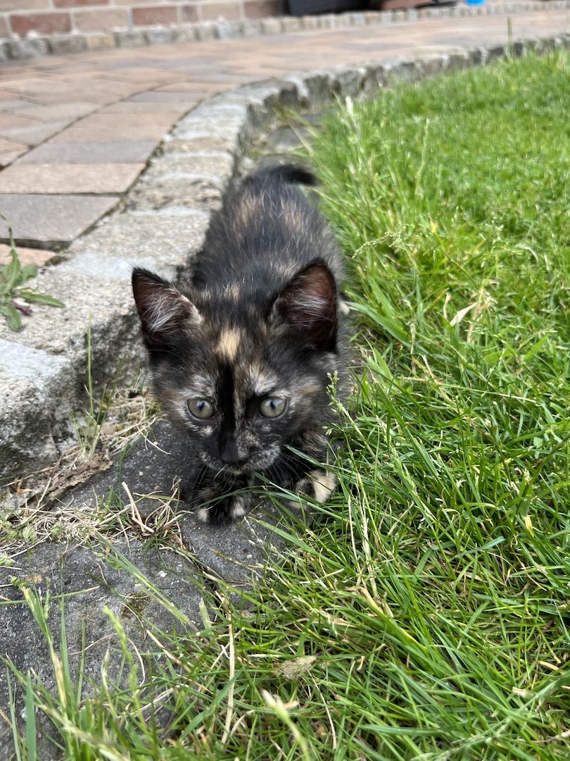 Europäische Kurzhaar Kitten Glückskatzen