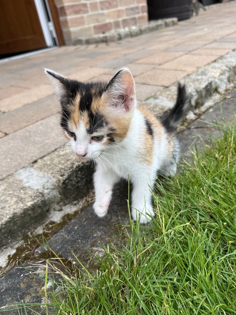 Europäische Kurzhaar Kitten Glückskatzen