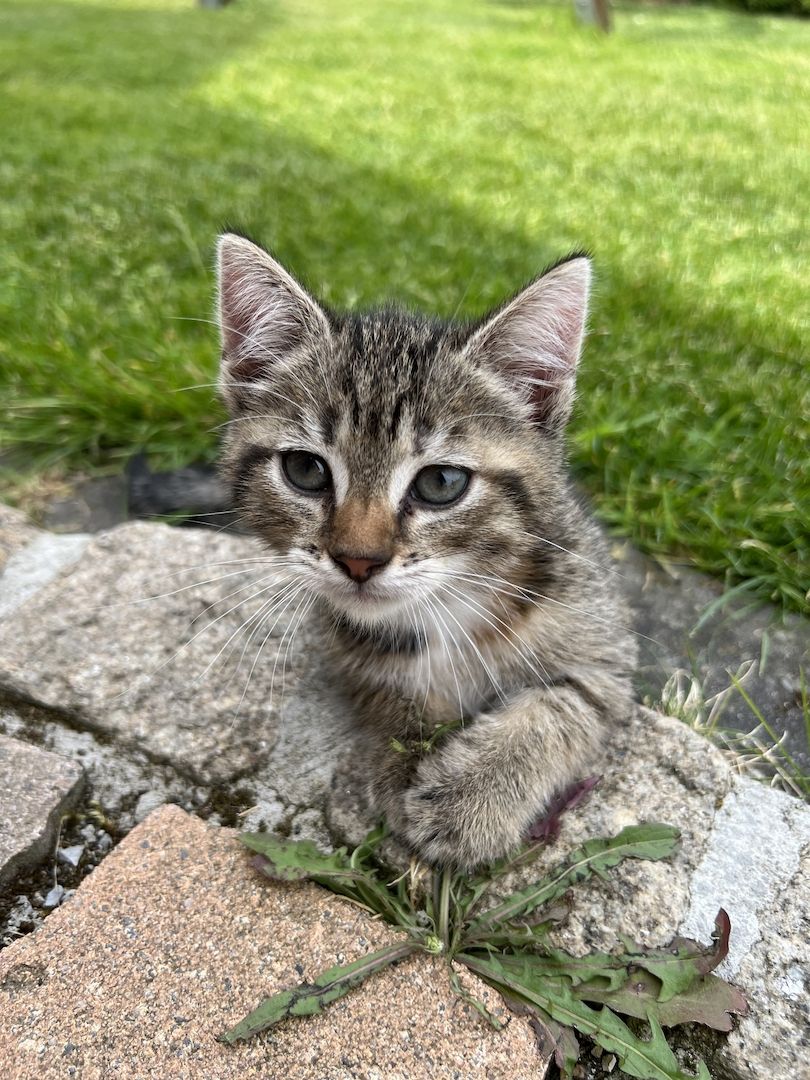 Europäische Kurzhaar Kitten Glückskatzen