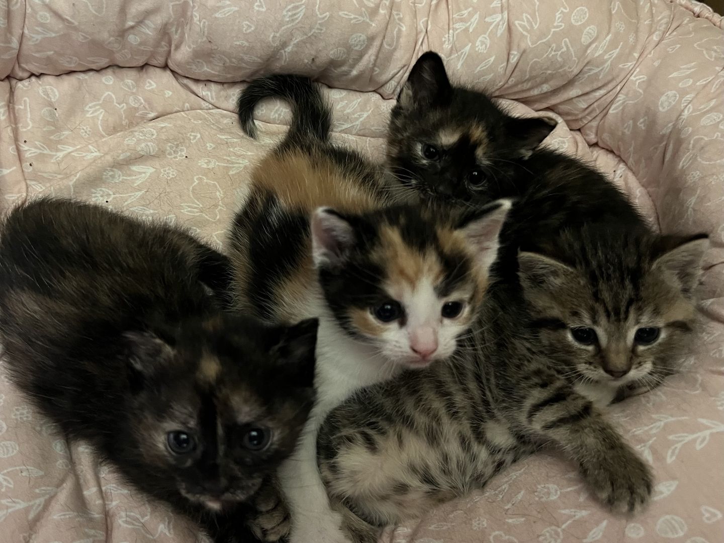 Europäische Kurzhaar Kitten Glückskatzen