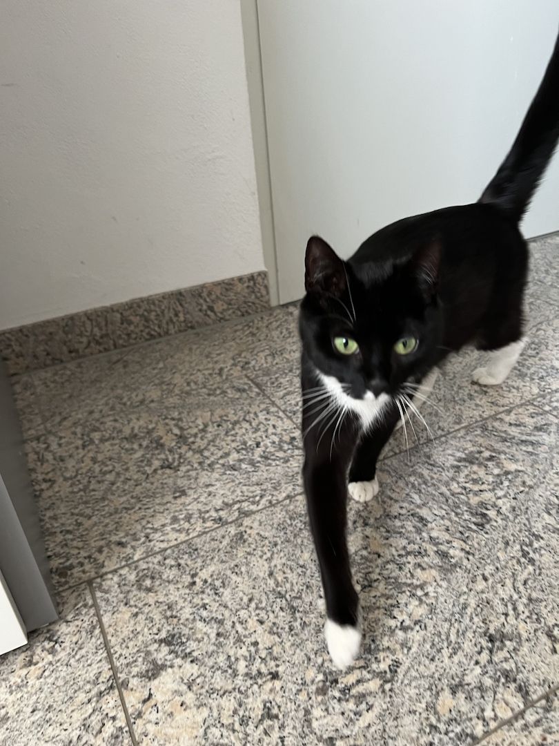 Europäische Kurzhaar Kitten Glückskatzen