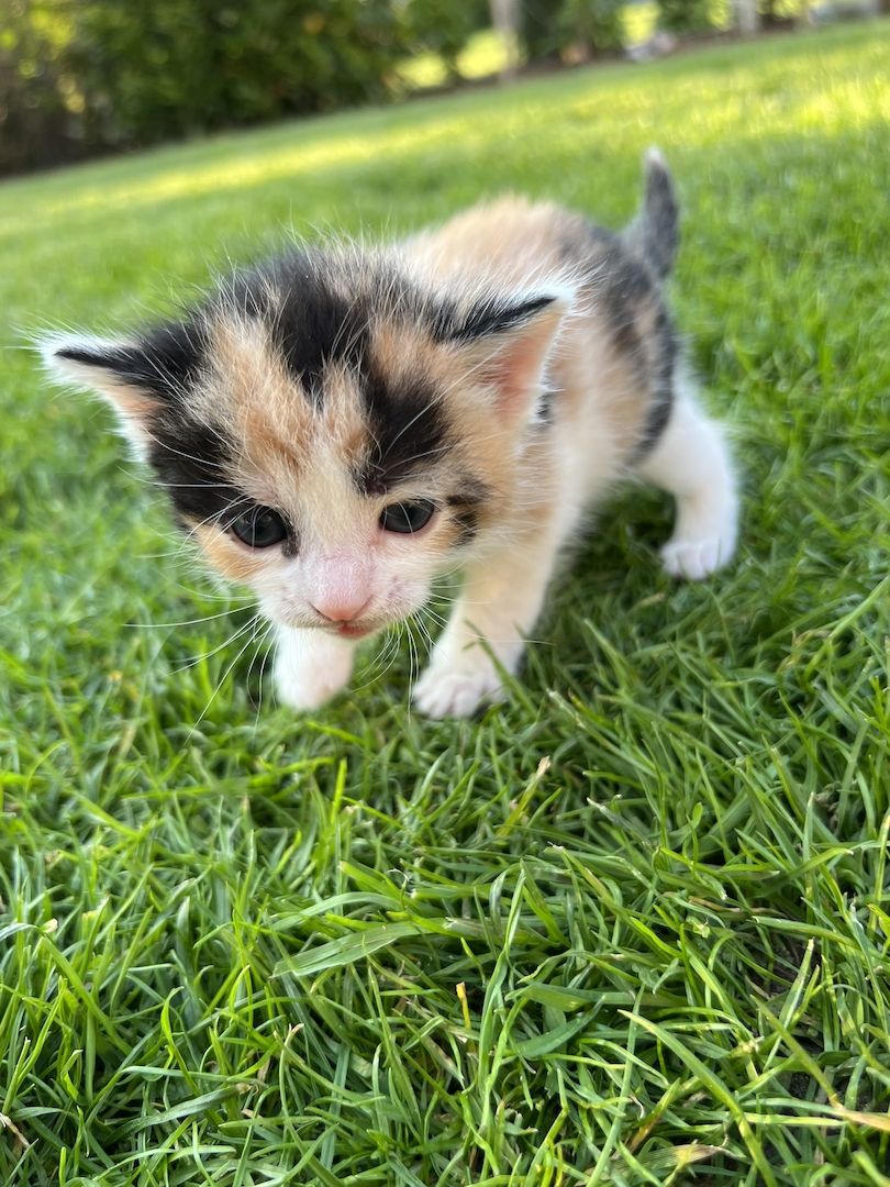 Europäische Kurzhaar Kitten Glückskatzen