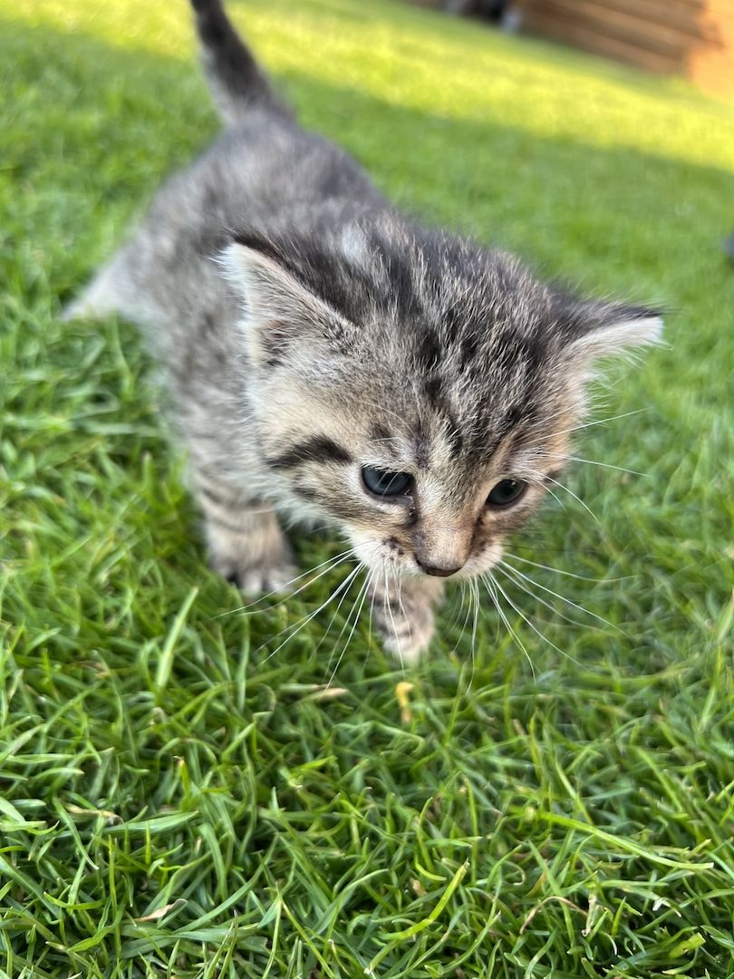 Europäische Kurzhaar Kitten Glückskatzen