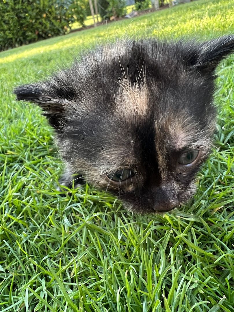 Europäische Kurzhaar Kitten Glückskatzen