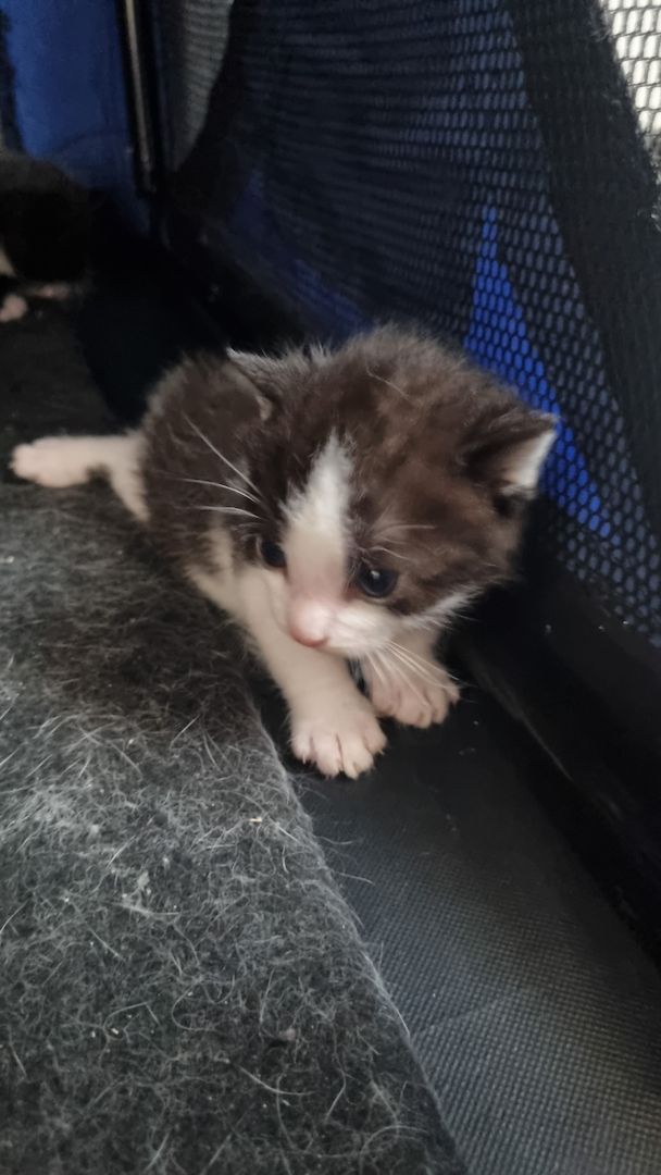 Katzen Mama mit Babys