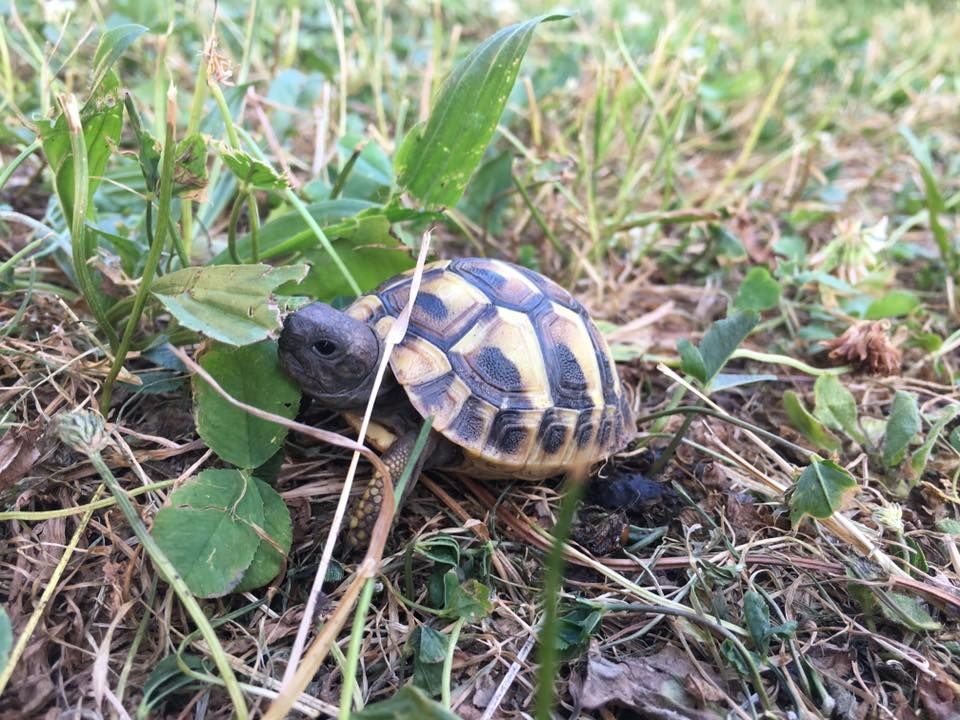Griechische Landschildkröten Griechische Landschildkröten