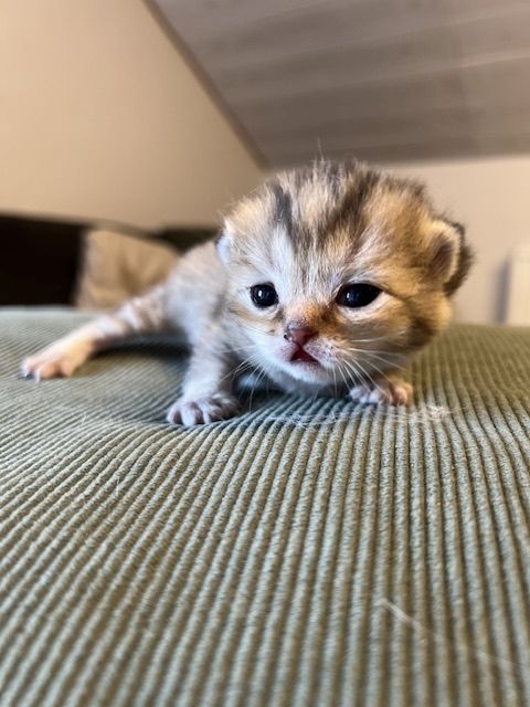 Bkh Kitten mit Stammbaum suchen für immer Zuhause