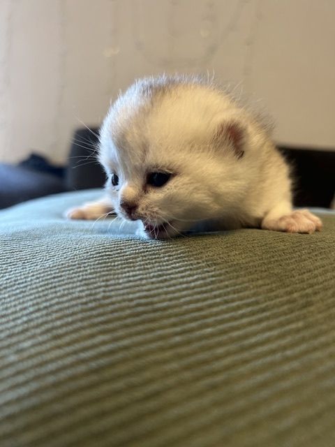 Bkh Kitten mit Stammbaum suchen für immer Zuhause