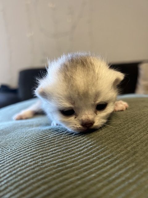 Bkh Kitten mit Stammbaum suchen für immer Zuhause