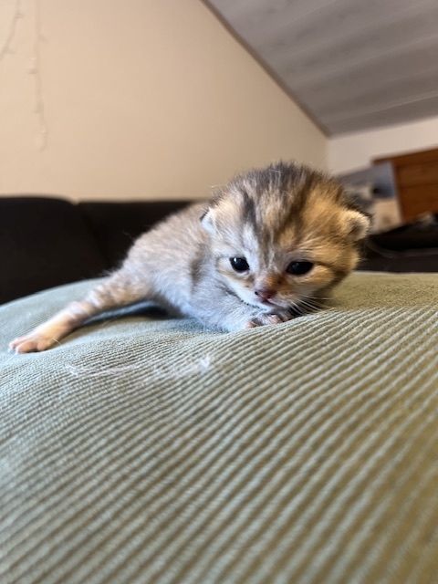 Bkh Kitten mit Stammbaum suchen für immer Zuhause