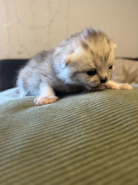 Bkh Kitten mit Stammbaum suchen für immer Zuhause