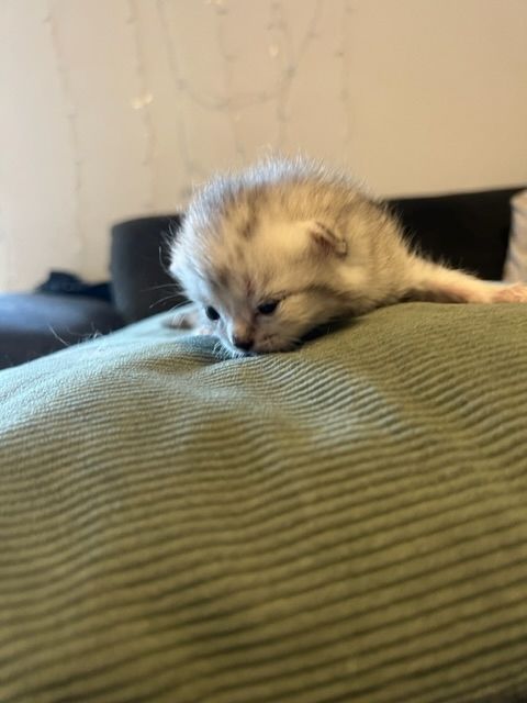 Bkh Kitten mit Stammbaum suchen für immer Zuhause