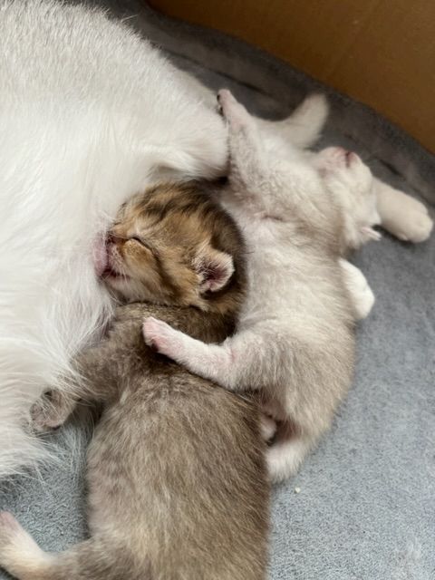 Bkh Kitten mit Stammbaum suchen für immer Zuhause