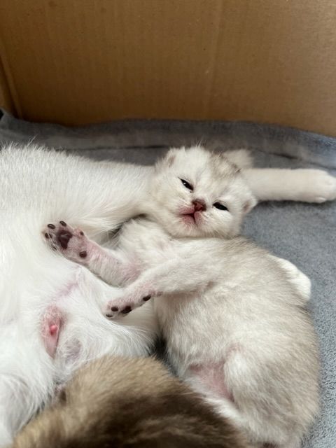 Bkh Kitten mit Stammbaum suchen für immer Zuhause