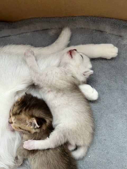 Bkh Kitten mit Stammbaum suchen für immer Zuhause