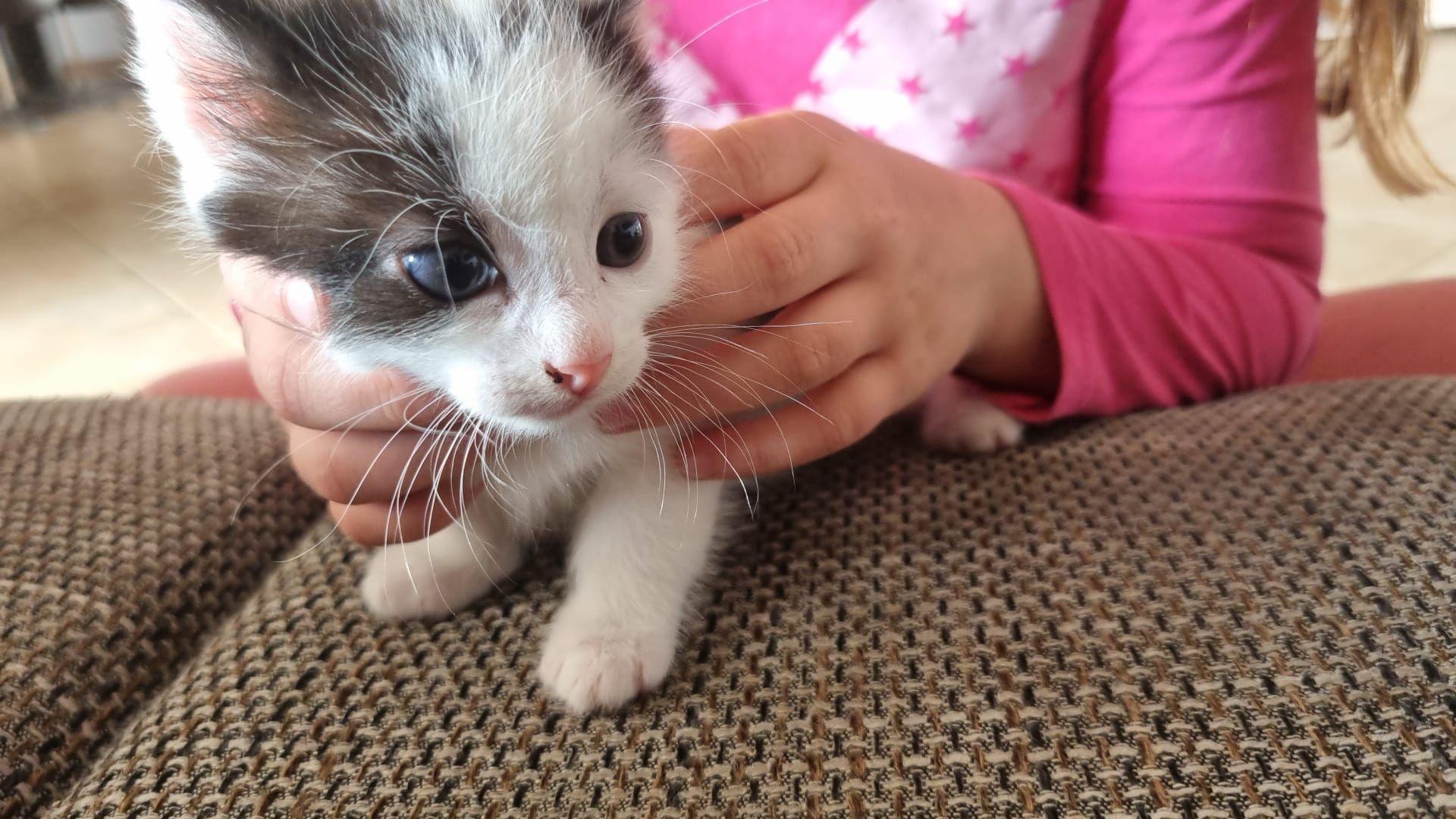 Baby Katzen, Babykatzen, süße Kitten in gute Hände abzugeben