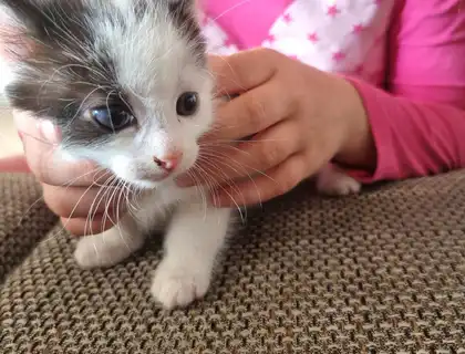 Baby Katzen, Babykatzen, süße Kitten in gute Hände abzugeben
