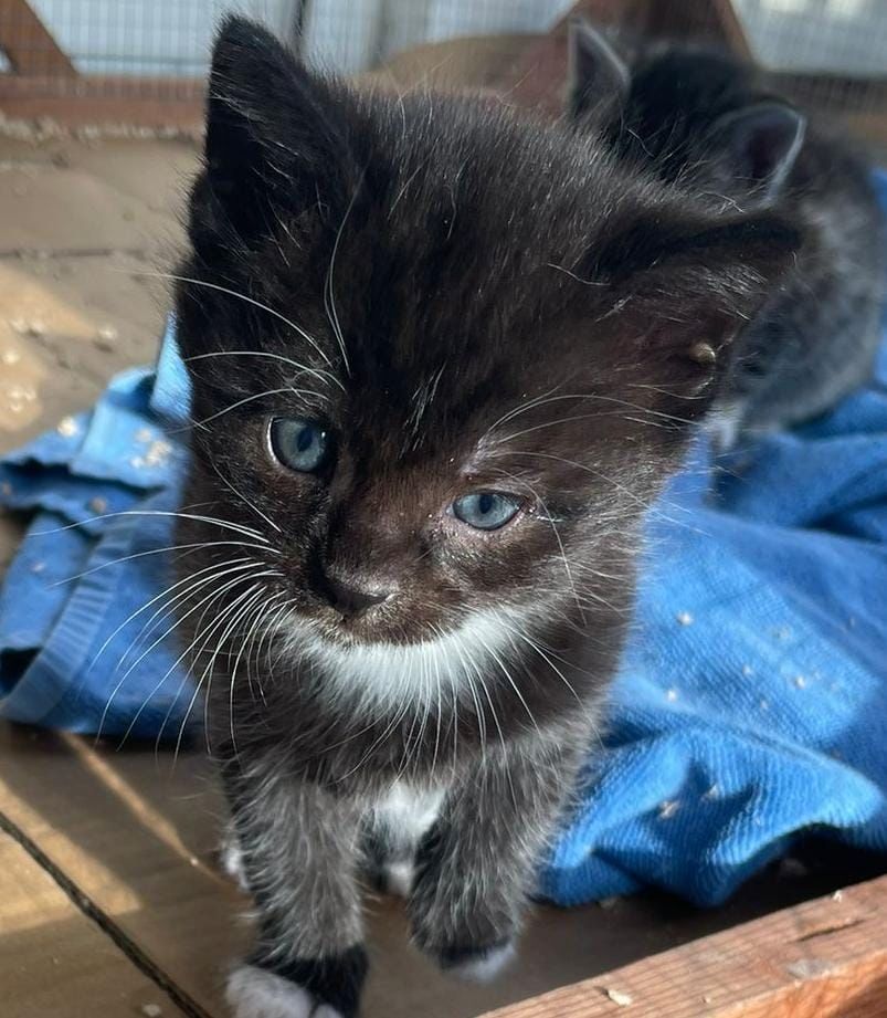 Baby Katzen, Babykatzen, süße Kitten in gute Hände abzugeben