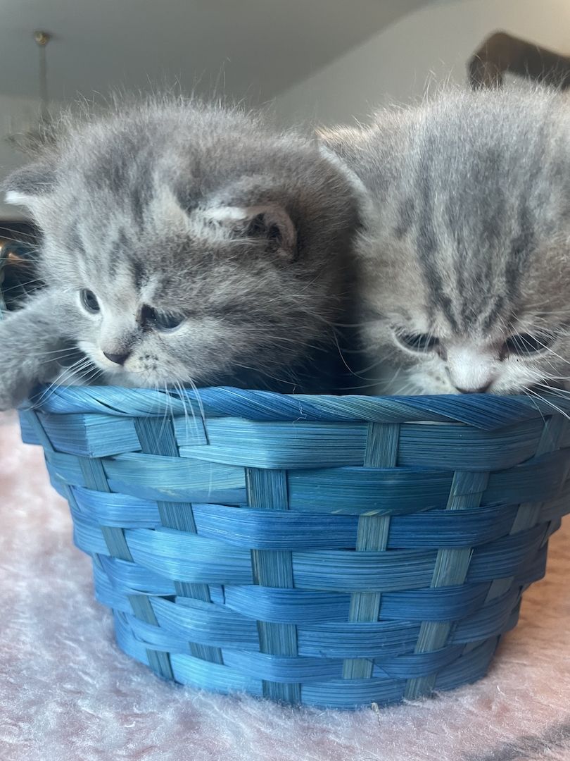 Katzenbabys BKH kitten britisch kurzhaari Katzen Katzenbabys BKH kitten britisch kurzhaari Katzen