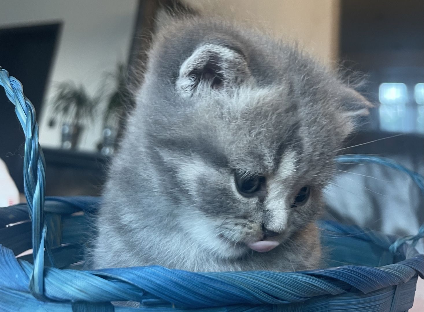 Katzenbabys BKH kitten britisch kurzhaari Katzen Katzenbabys BKH kitten britisch kurzhaari Katzen