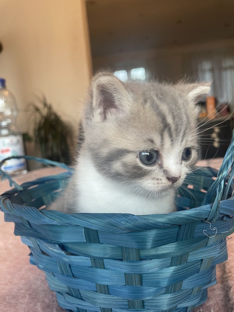 Katzenbabys BKH kitten britisch kurzhaari Katzen Katzenbabys BKH kitten britisch kurzhaari Katzen