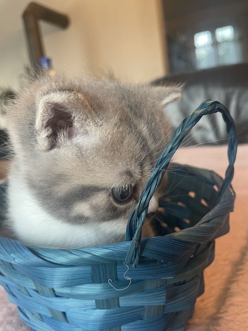 Katzenbabys BKH kitten britisch kurzhaari Katzen Katzenbabys BKH kitten britisch kurzhaari Katzen