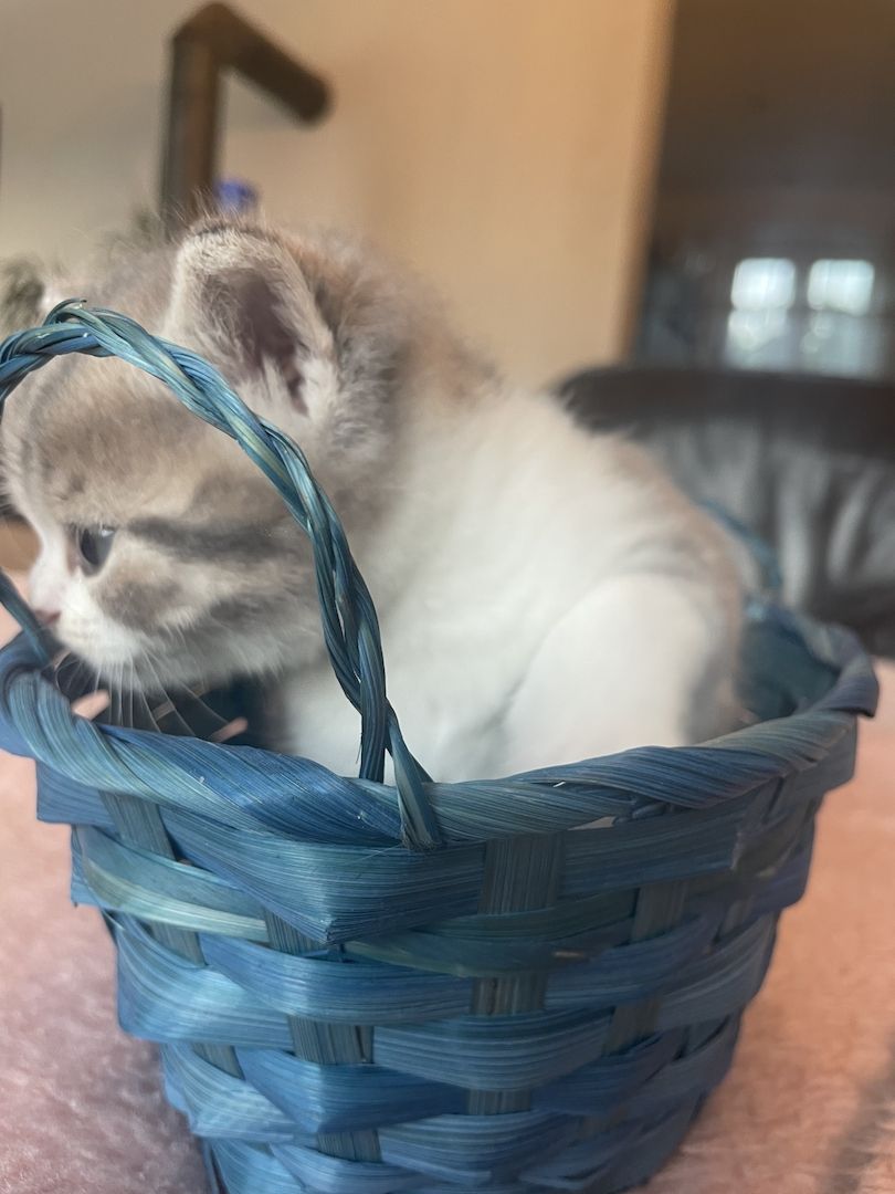 Katzenbabys BKH kitten britisch kurzhaari Katzen Katzenbabys BKH kitten britisch kurzhaari Katzen