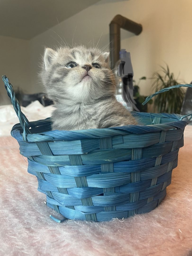 Katzenbabys BKH kitten britisch kurzhaari Katzen Katzenbabys BKH kitten britisch kurzhaari Katzen