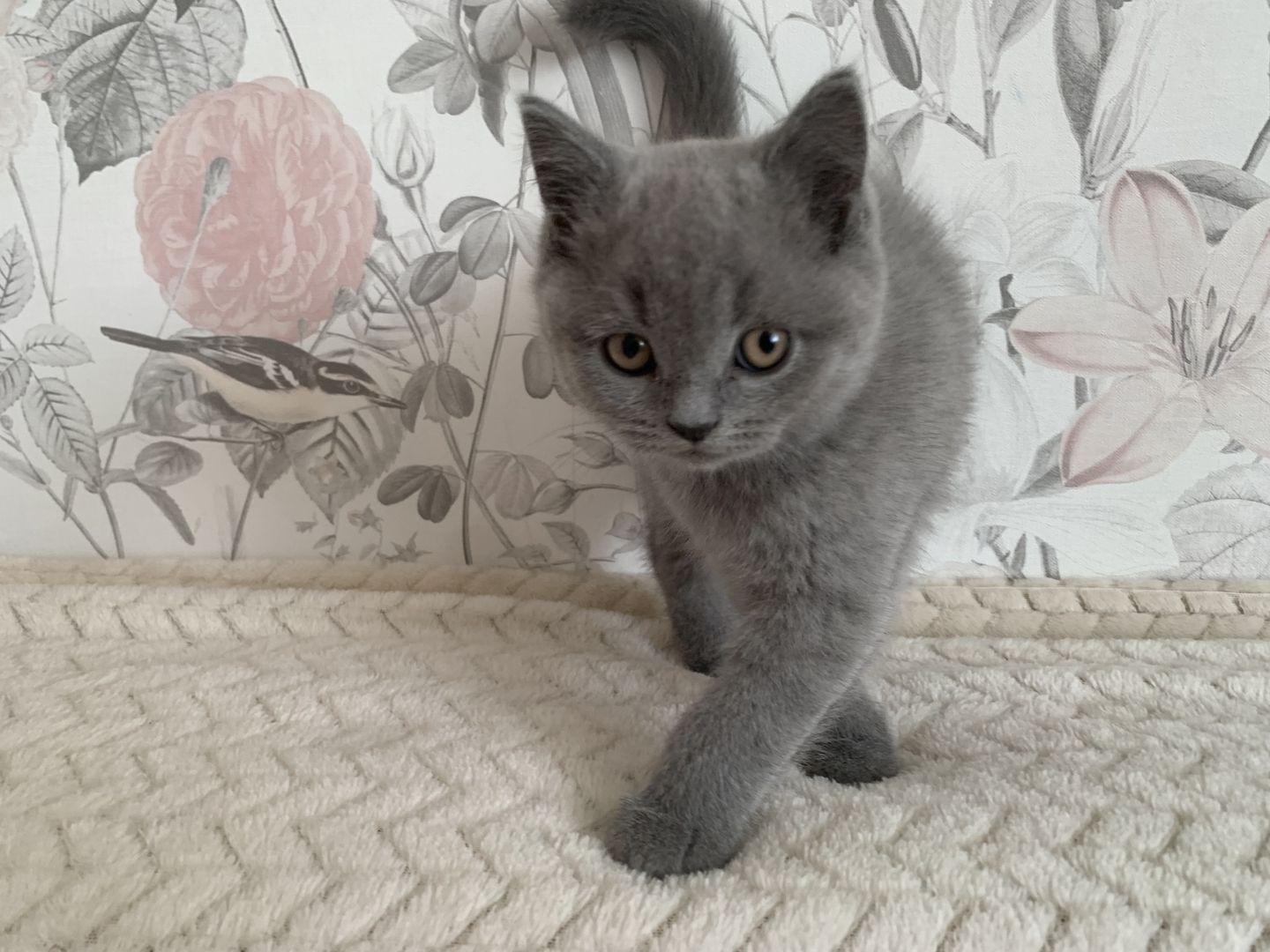 BKH Kitten in schoko und blau