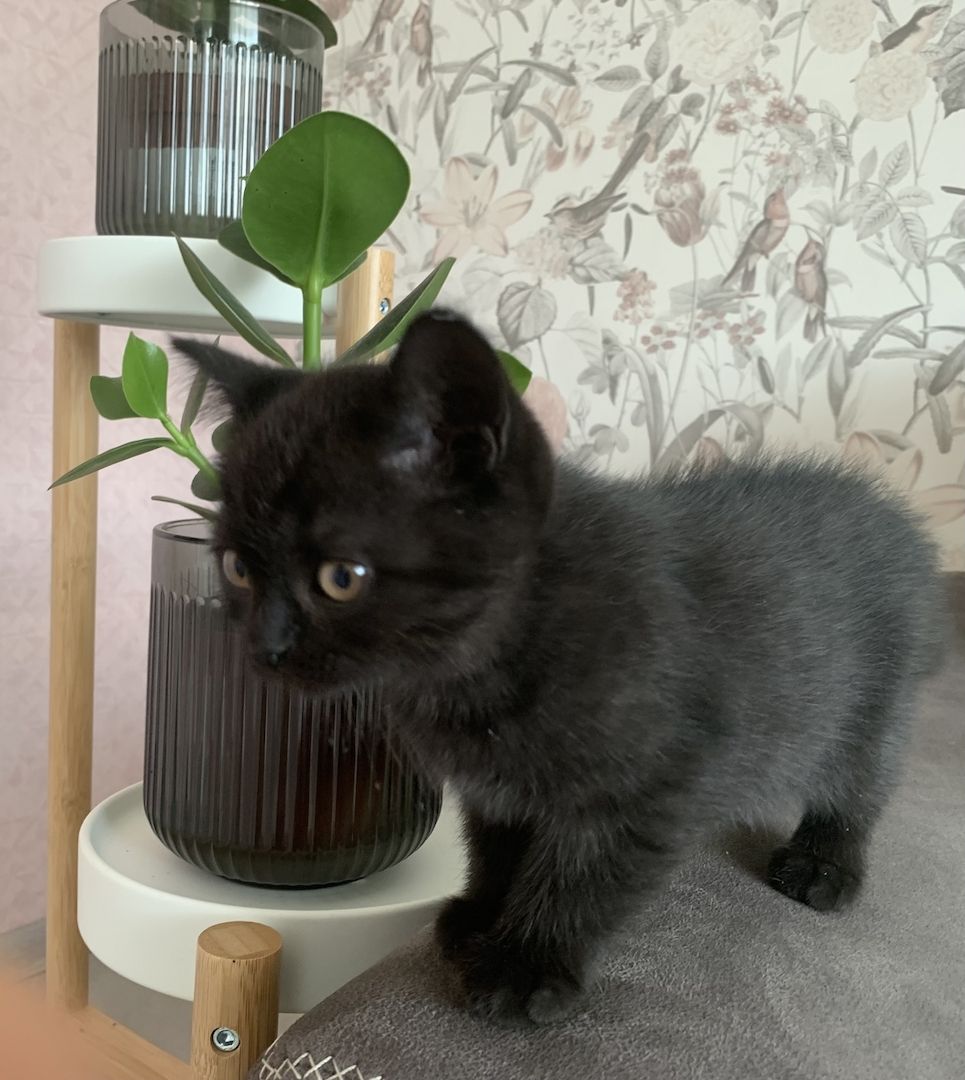 BKH Kitten in schoko und blau