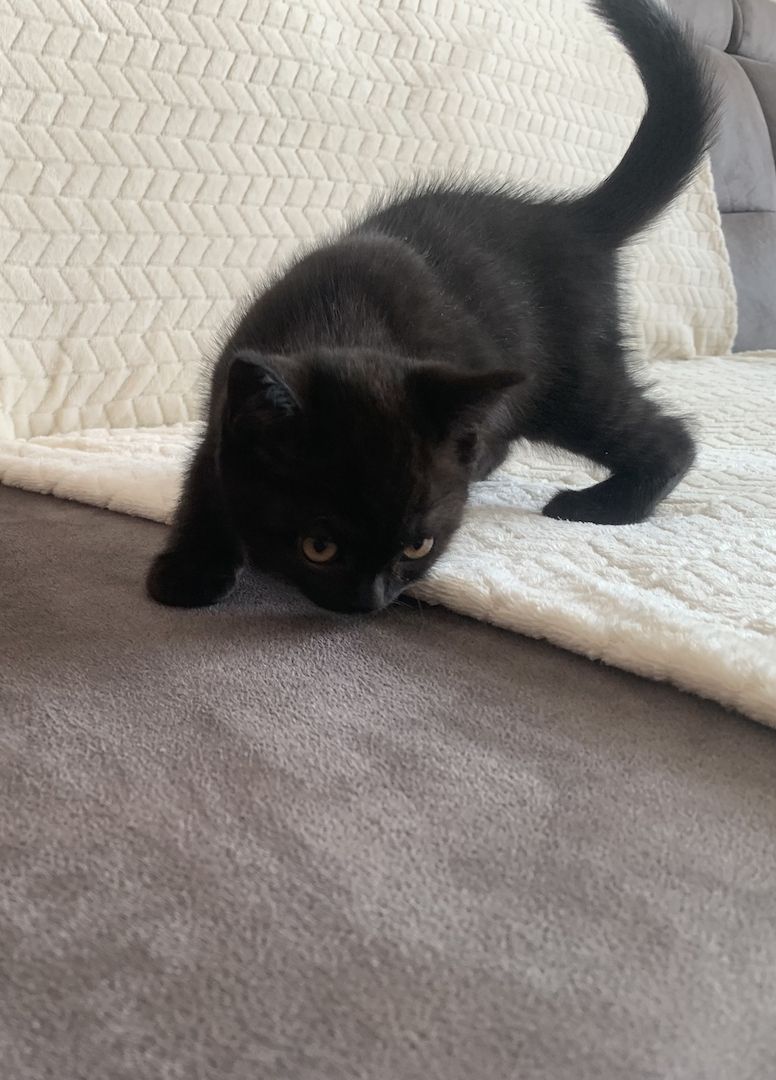 BKH Kitten in schoko und blau