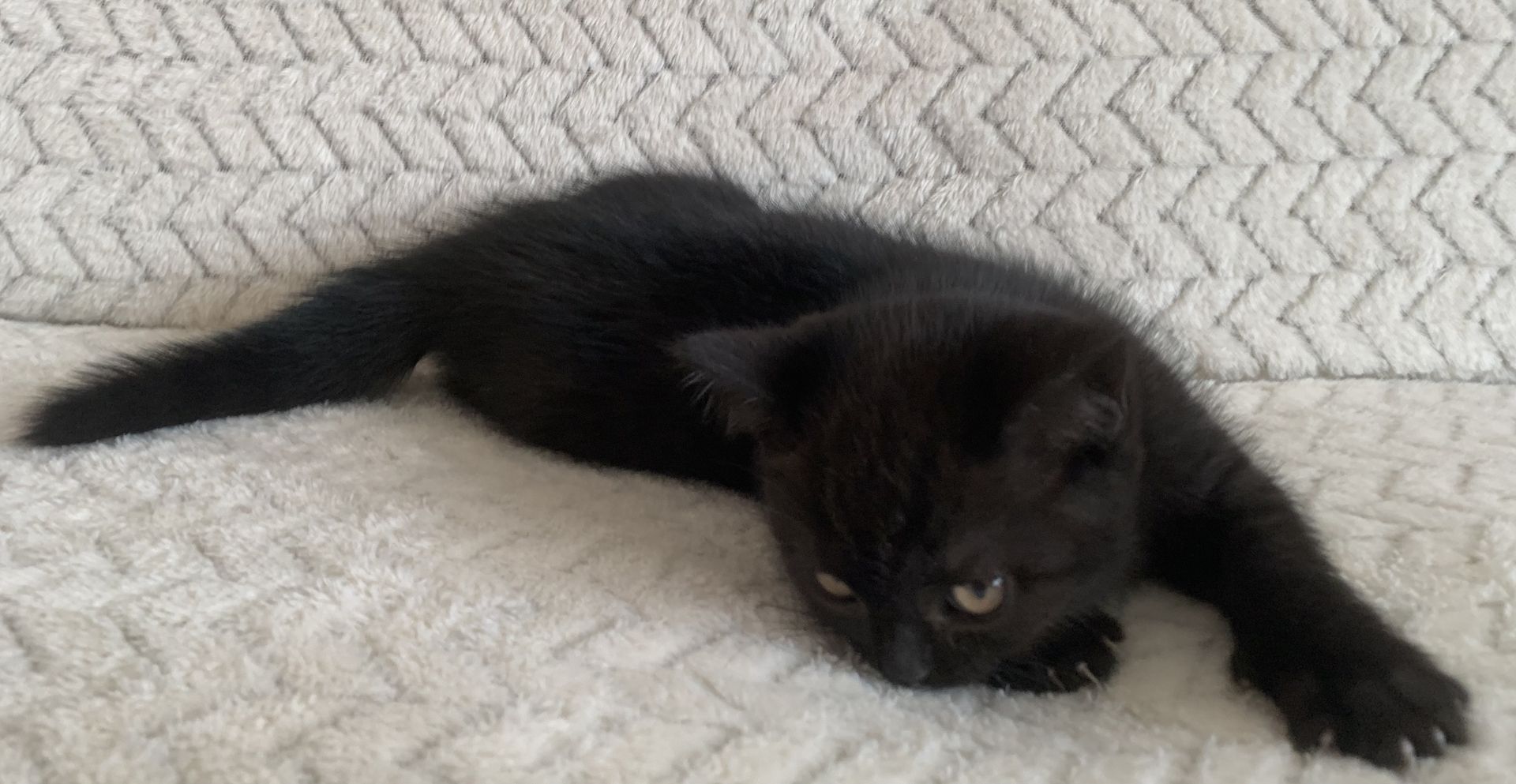 BKH Kitten in schoko und blau