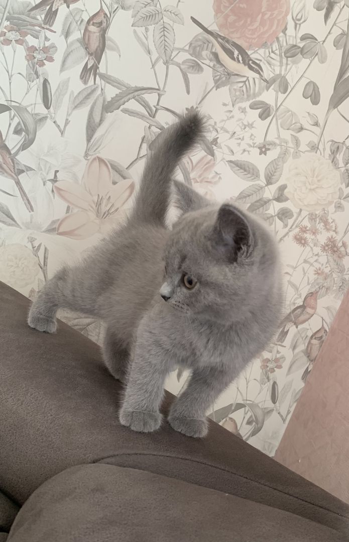 BKH Kitten in schoko und blau