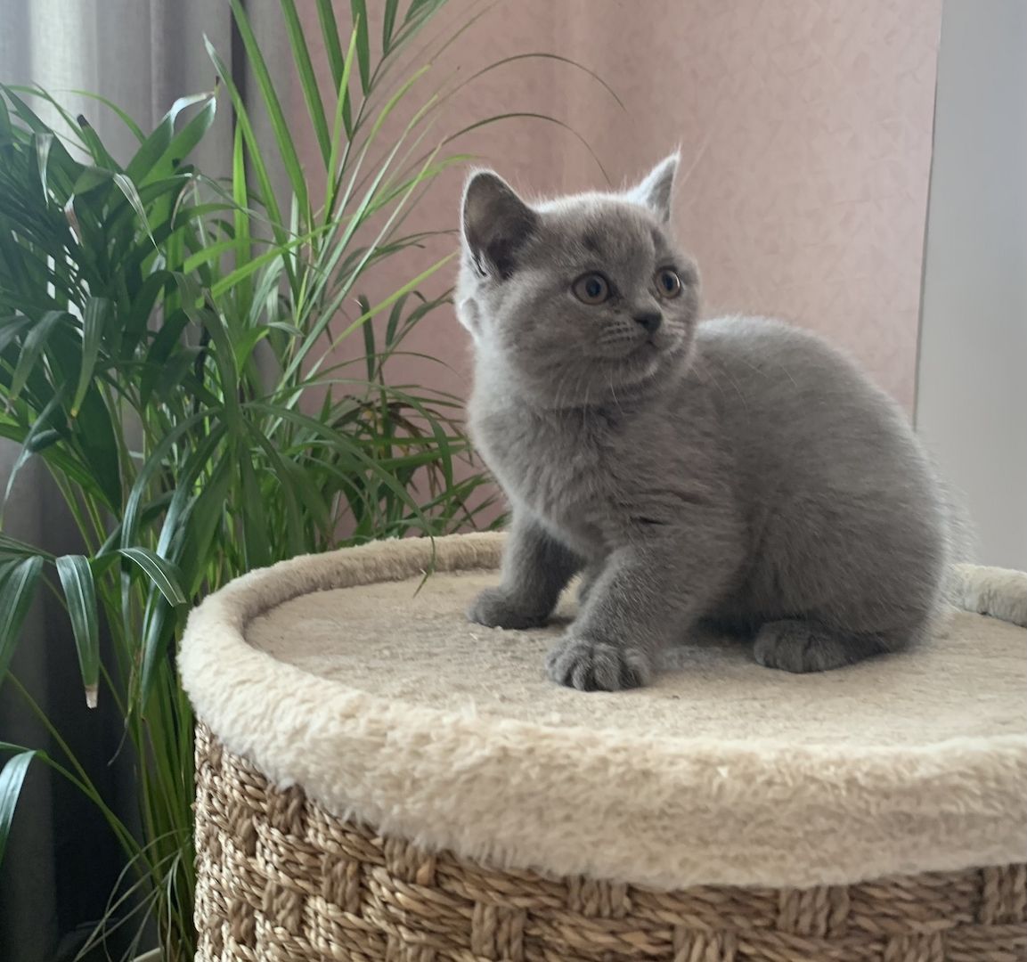 BKH Kitten in schoko und blau