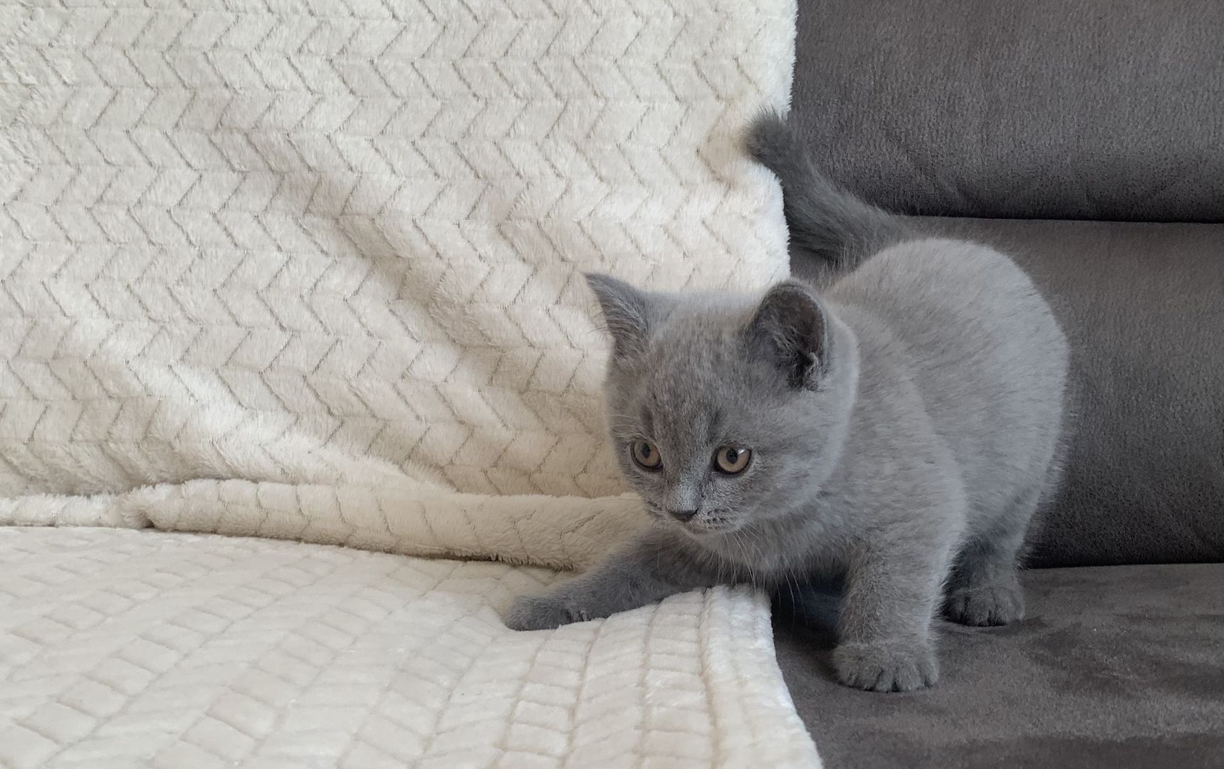 BKH Kitten in schoko und blau