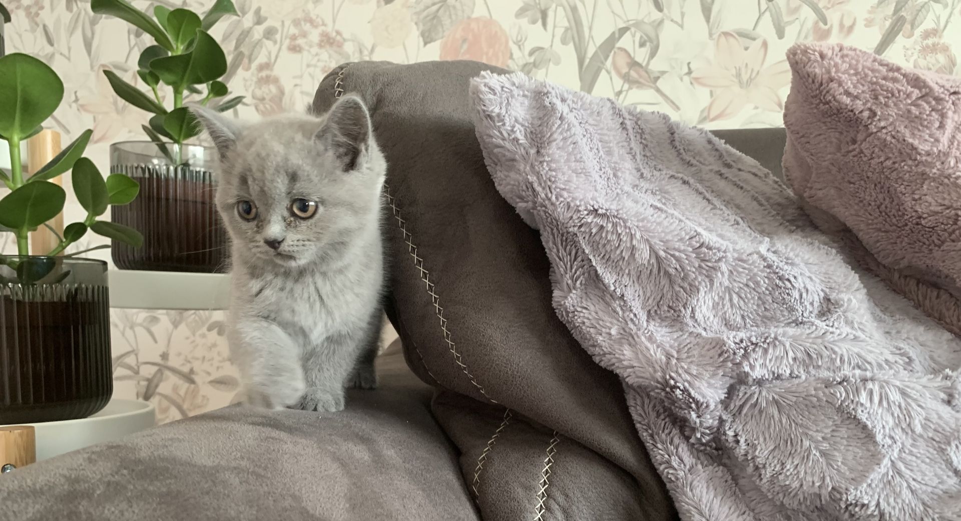 BKH Kitten in schoko und blau