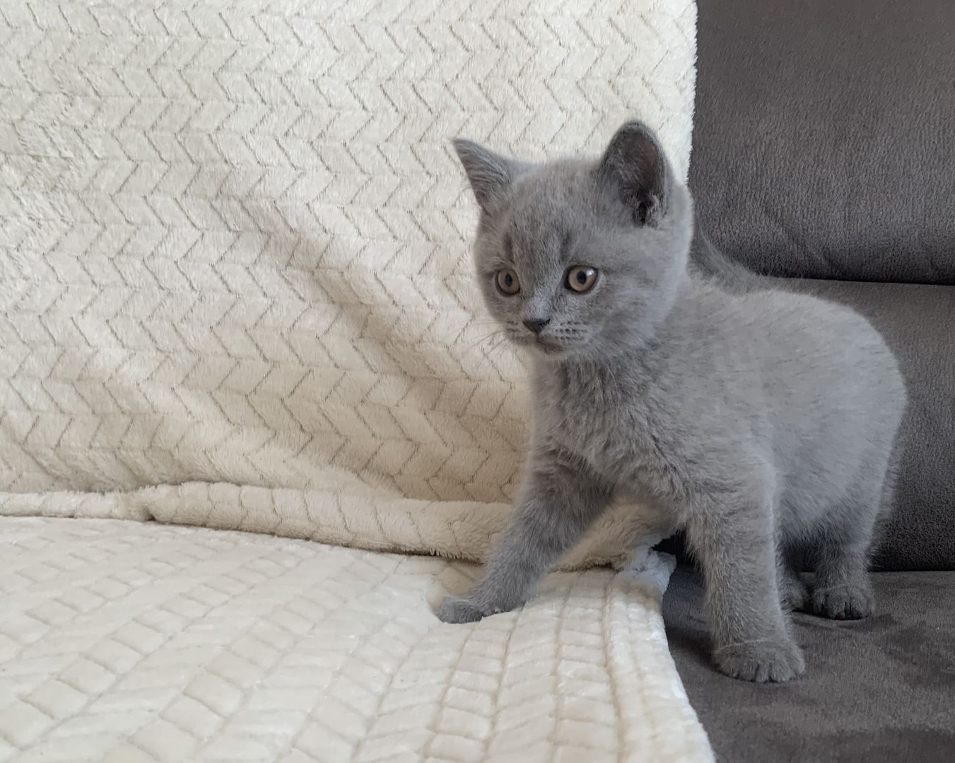 BKH Kitten in schoko und blau