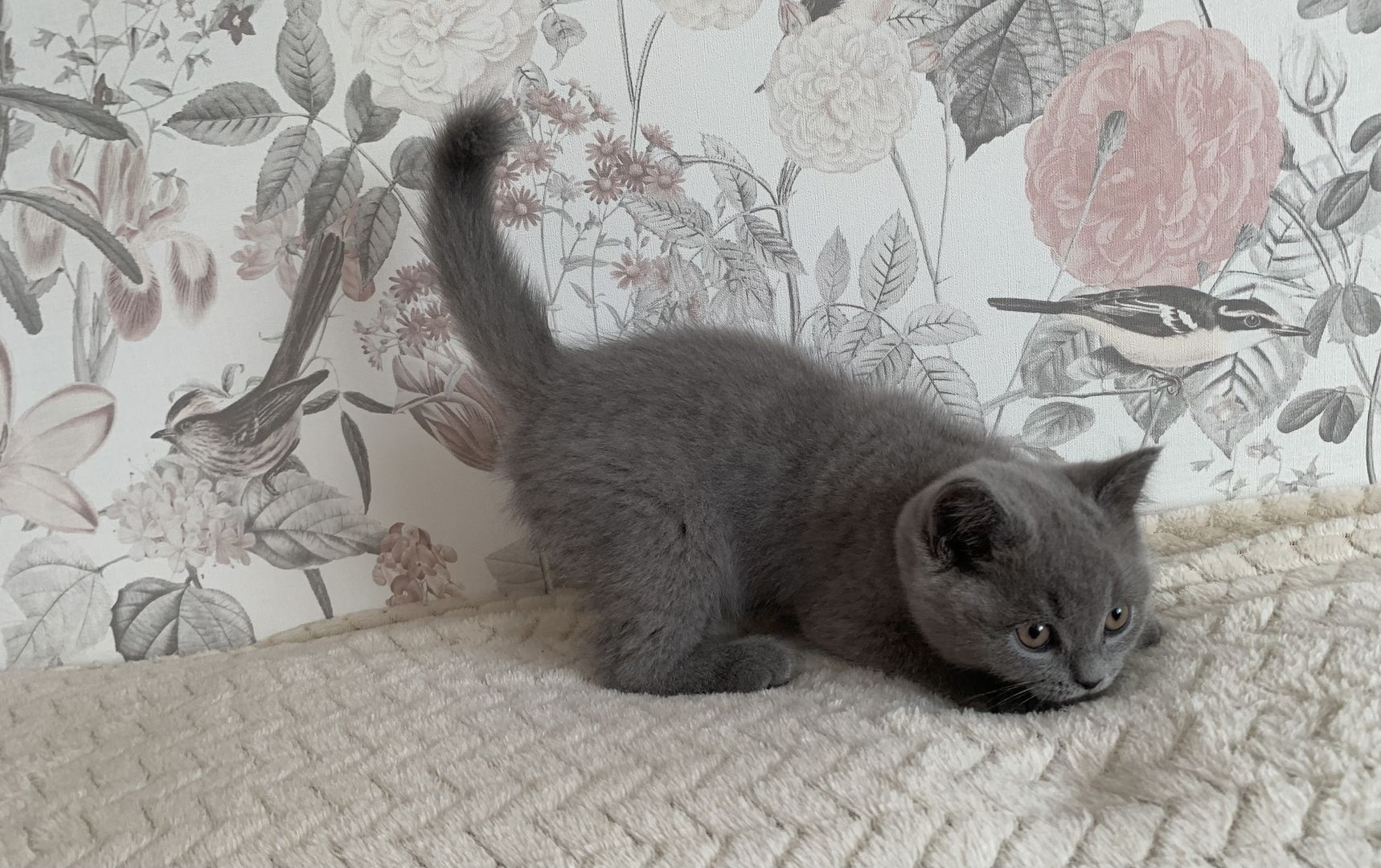 BKH Kitten in schoko und blau