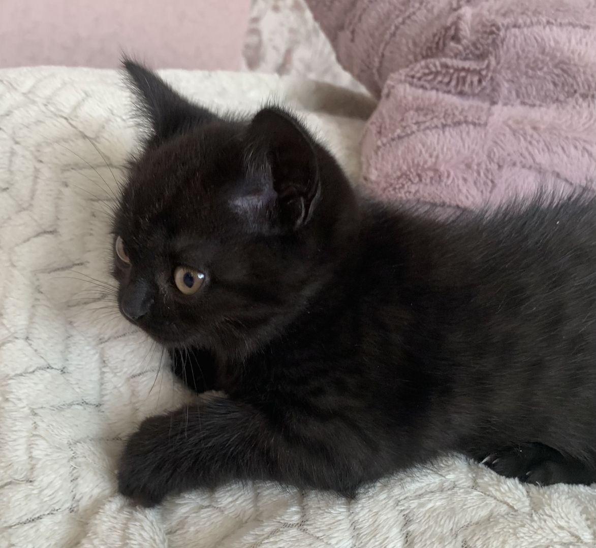 BKH Kitten in schoko und blau