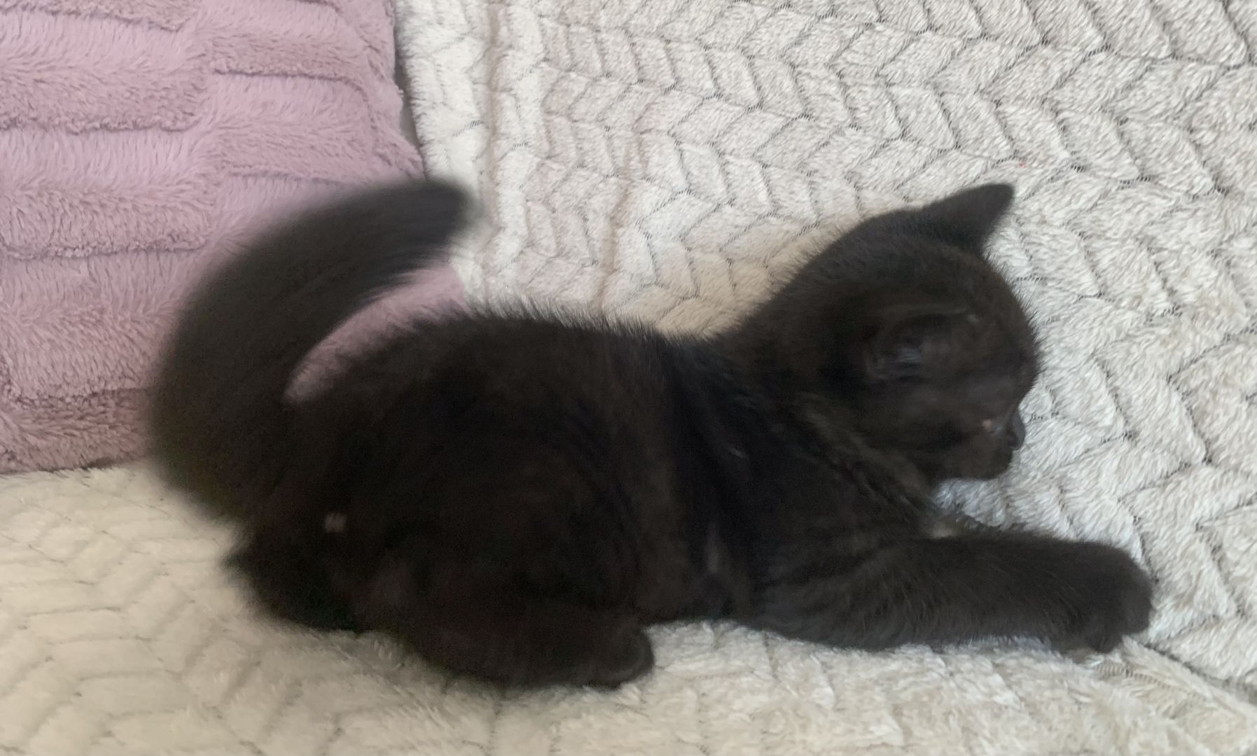 BKH Kitten in schoko und blau