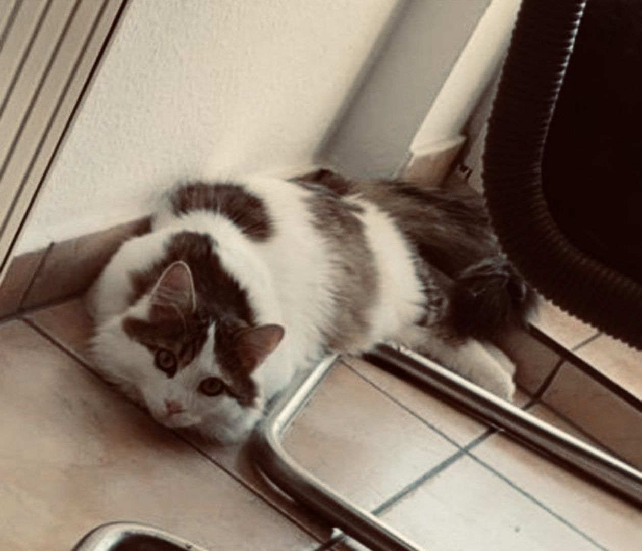 Wunderschöner Kater abzugeben